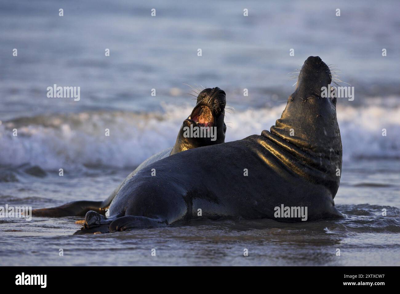 Graurobbe (Halichoerus grypus), Insel Helgoland, Insel Helgoland, Insel Helgoland, Schleswig-Holstein, Bundesrepublik Deutschland Stockfoto
