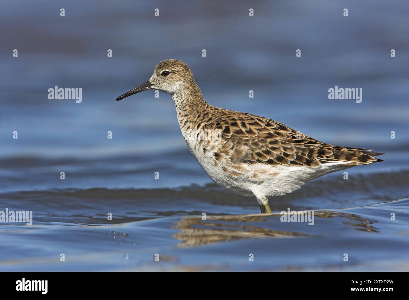 Ruff (Philomachus pugnax), weiblich, Narew, Bialystok, Podlasie, Polen, Europa Stockfoto