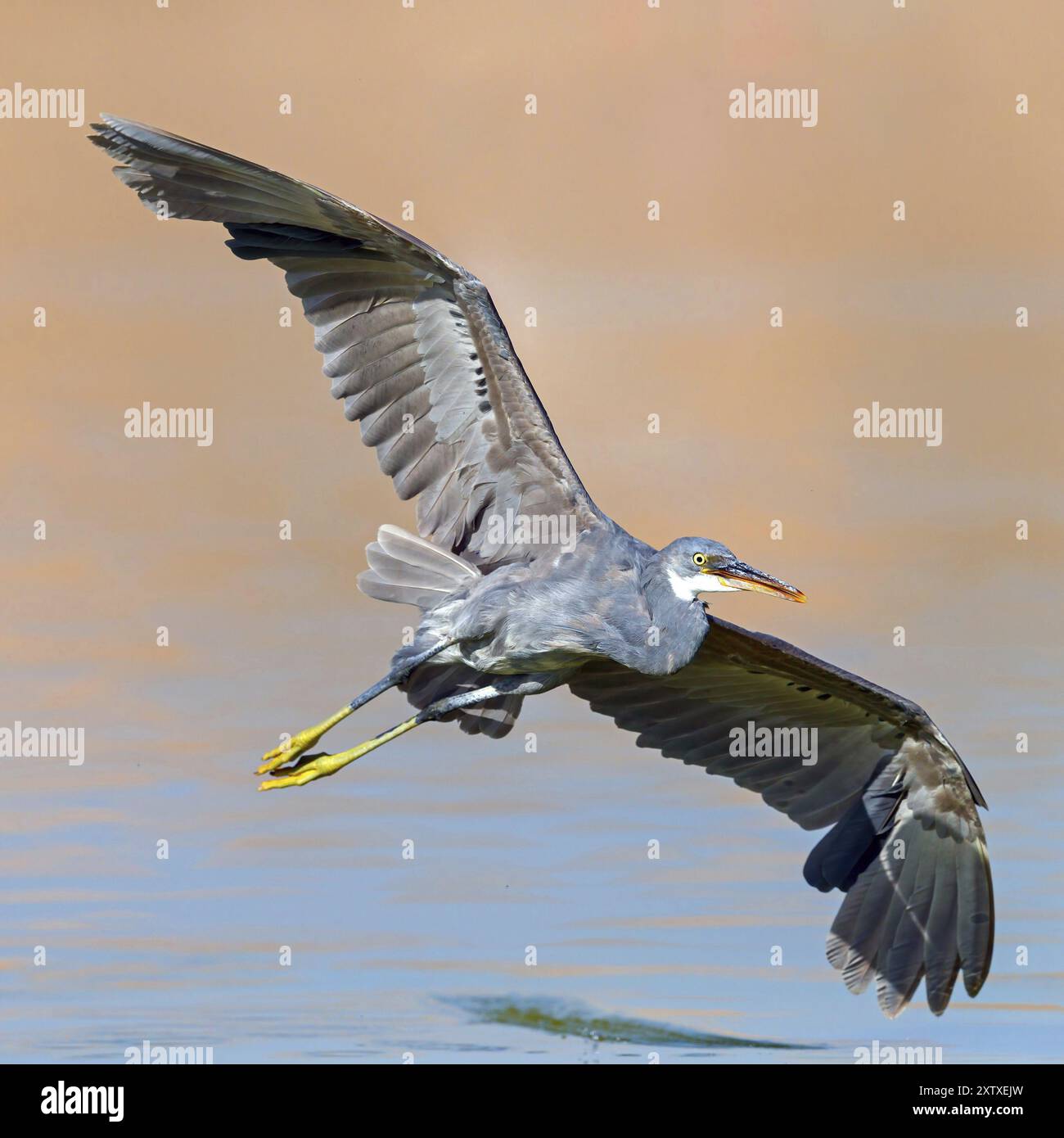 Westlicher Riffreiher (Egretta gularis), Raysut, Salalah, Dhofar, Oman, Asien Stockfoto