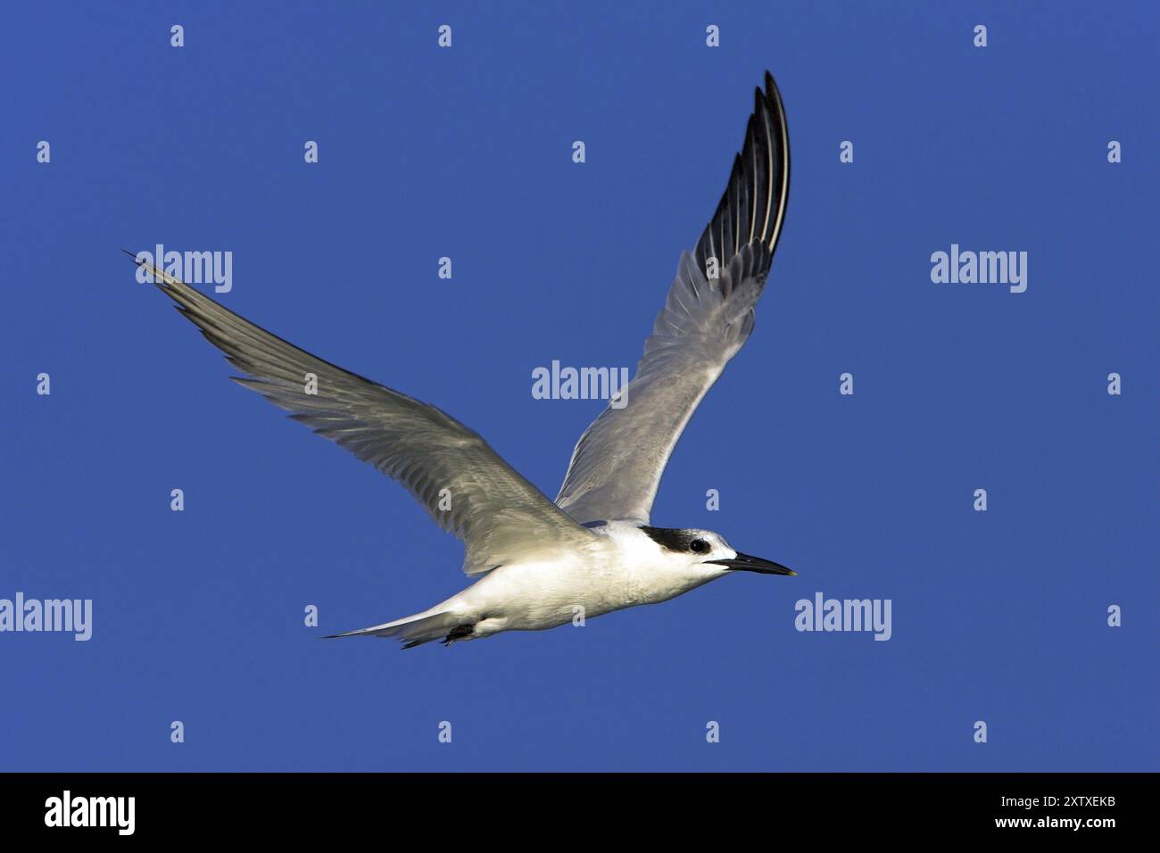 Sandwichseeschwalbe (Sterna sandvicensis), Bowman's Beach, Sanibel Island, Florida, USA, Nordamerika Stockfoto