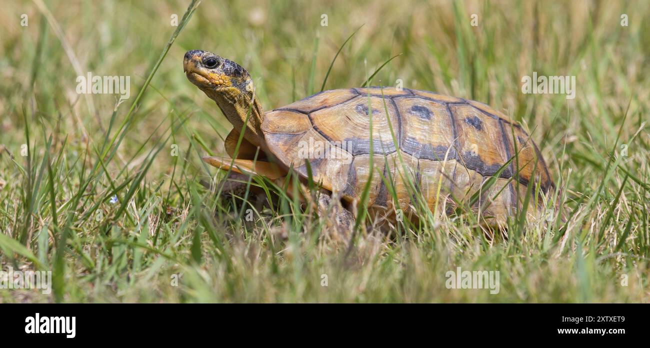 Afrika, Südafrika, Afrikanische Schnabelschildkröte (Chersina angulat), Angulschildkröte, Reptilien, Reptilien, Schildkröte, Harold Porter National Botanical Gard Stockfoto