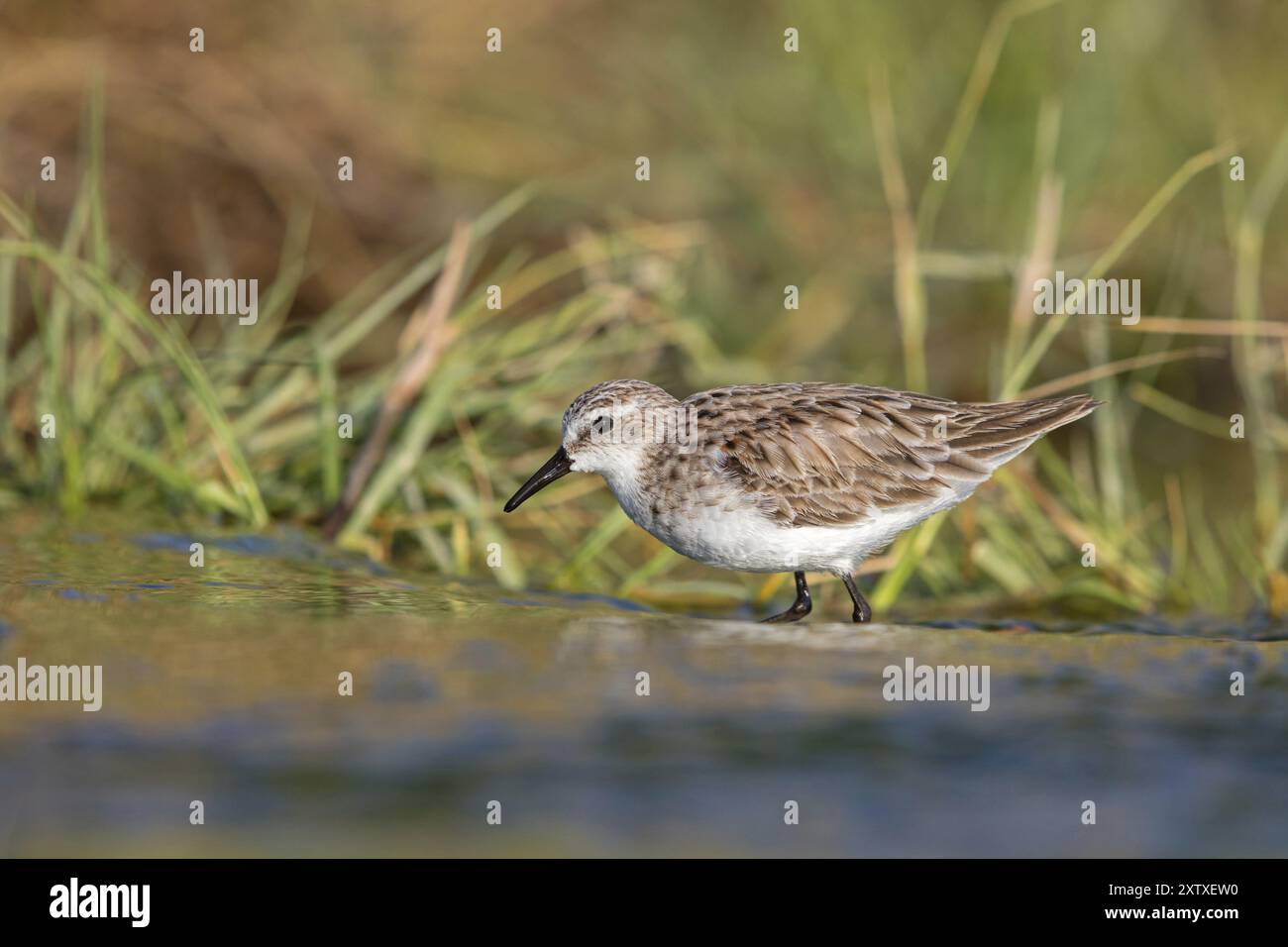 Kleiner Stint (Calidris minuta), Becasseau Minute, Correlimos Menudo, Kalloni Salinen, Lesbos, Griechenland, Europa Stockfoto