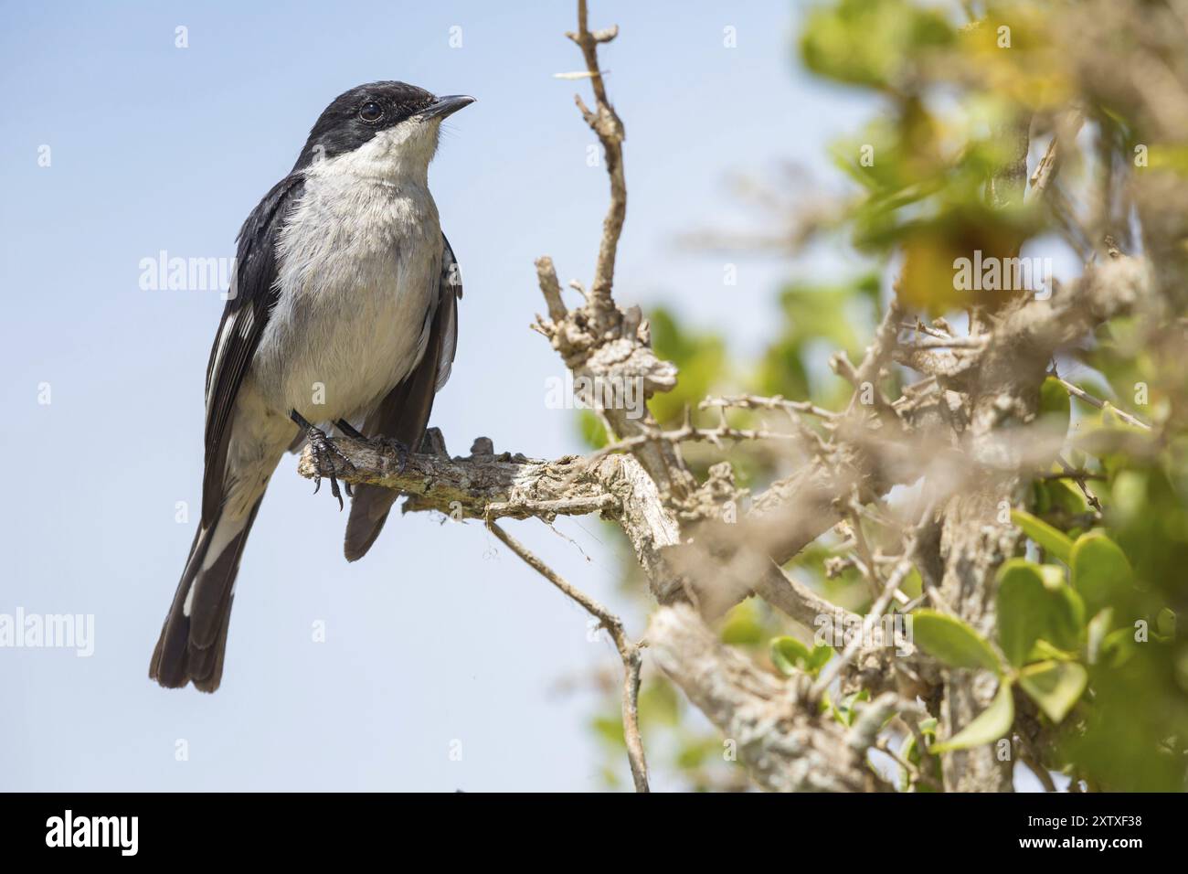 Sigelus Silens, Fiscal Flycatcher, Gobemouche Fiscal, Papamoscas Fiscal, Garden Route National Park, Wilderness Section, Wilderness, Western Cape, Sou Stockfoto