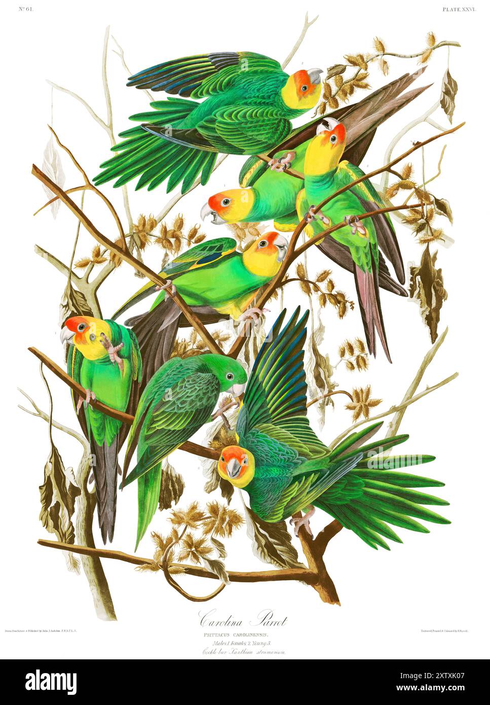 Carolina Parrot. Birds of America, John Audubon. Platte 26, Hohe Auflösung. Wiederhergestellt Stockfoto