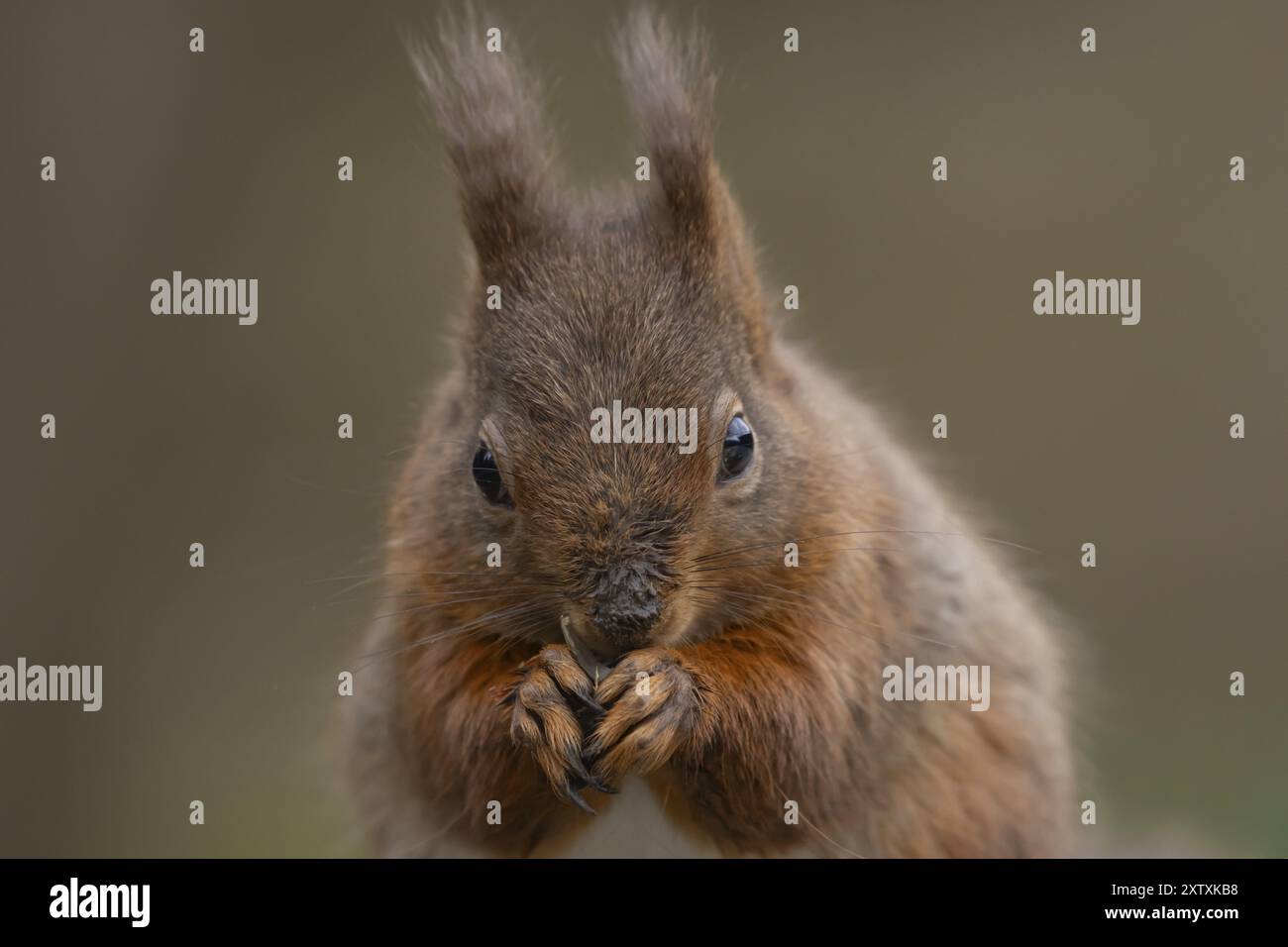 Rotes Eichhörnchen (Sciurus vulgaris), erwachsenes Tier, das eine Nuss isst, Yorkshire, England, Vereinigtes Königreich, Europa Stockfoto