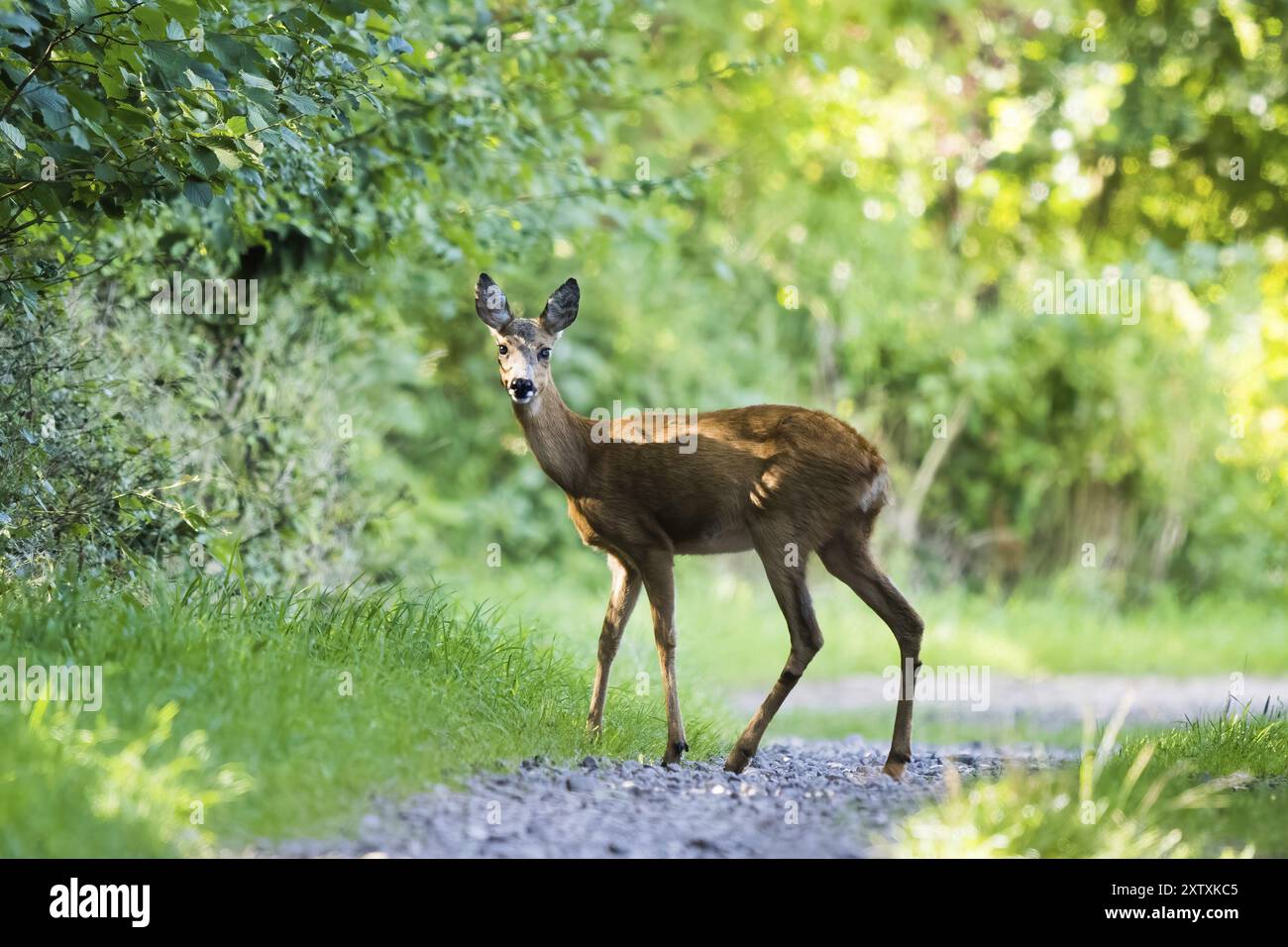 Ein europäischer Reh (Capreolus capreolus) auf einem Waldweg, umgeben von grünem Laub, Hessen, Deutschland, Europa Stockfoto