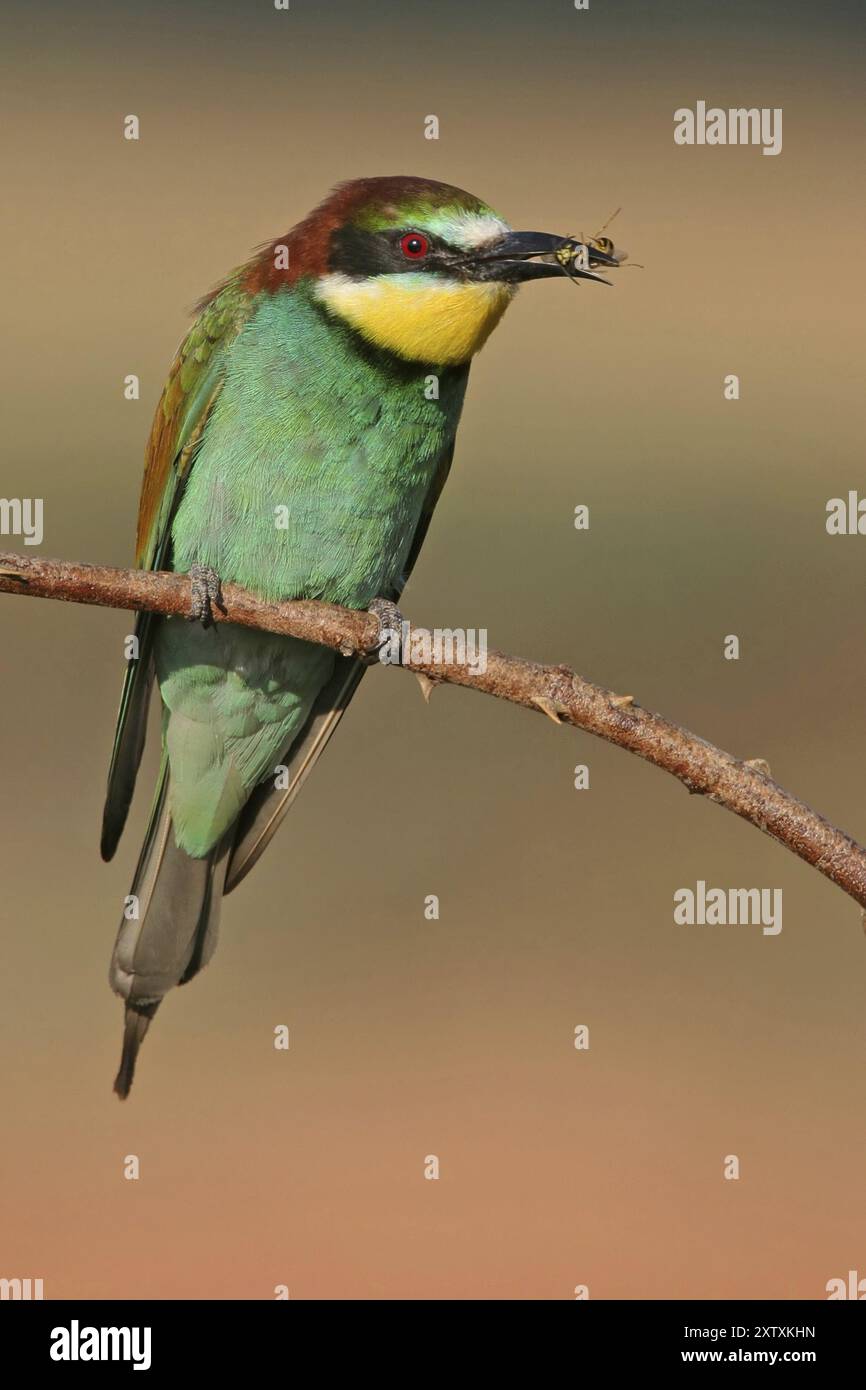 Bienenfresser (Merops apiaster), Bezirk Bad Duerkheim, Rheinland-Pfalz, Deutschland, Europa Stockfoto