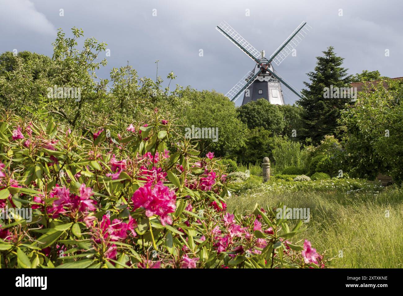 Historische Windmühle, Rhododendron im Vordergrund, Park bei der Mühle, Wyk, Foehr, Nordseeinsel, Nordfriesland, Schleswig-Holstein, Deutschland, Europa Stockfoto