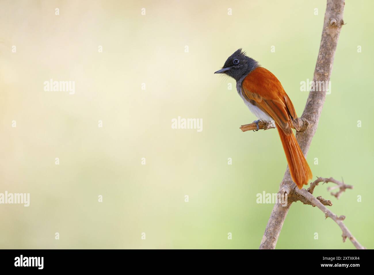 Afrikanischer Paradies-Fliegenfänger, afrikanischer Paradies-Fliegenfänger, afrikanischer Paradies-Fliegenfänger, (Terpsiphone viridis), Tchitrec d'Afrique, Monarca-colilargo AF Stockfoto