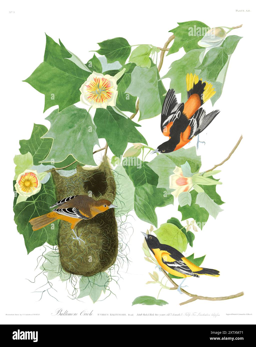 Baltimore Oriole, Birds of America, John Audubon. Platte 12. Wiederhergestellt. Hohe Auflösung Stockfoto