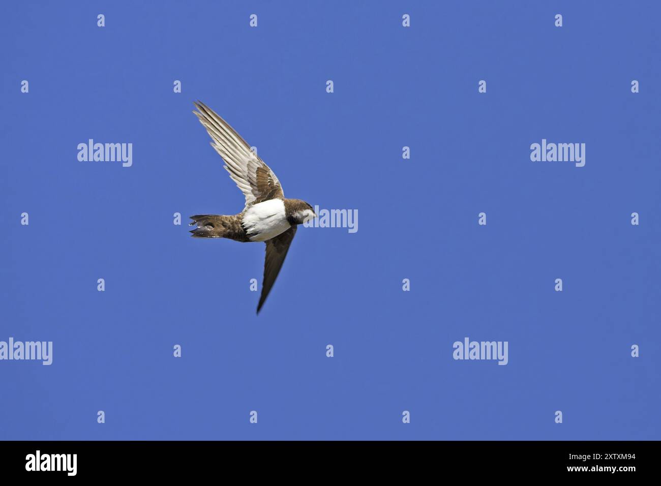 Europa, Griechenland, Insel Lesbos, alpiner SWIFT (Tachymarptis melba), blauer Himmel, Flugstudie, Apothika, Insel Lesbos, Griechenland, Europa Stockfoto