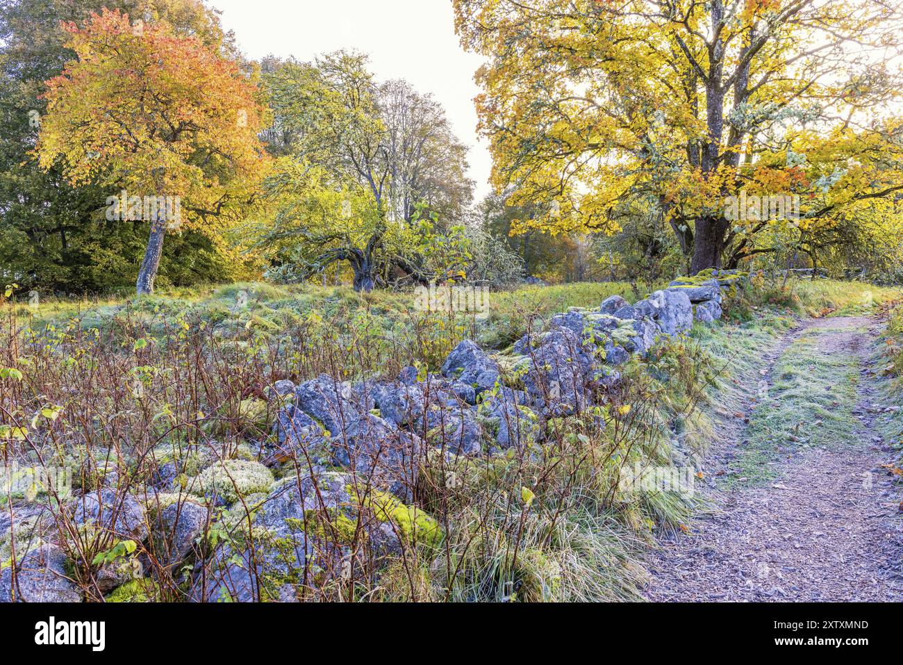 Steinmauer auf einer Wiese an einem Feldweg in einer Kulturlandschaft mit schönen Herbstfarben auf den Bäumen Stockfoto