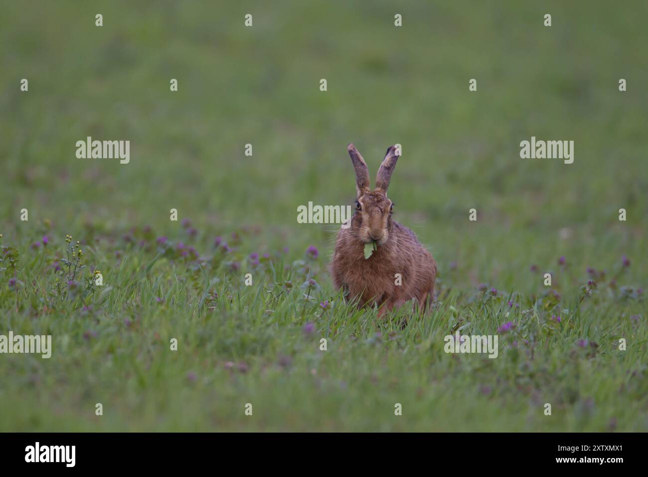 Braunhase (Lepus europaeus), ausgewachsene Tiere, die im Frühling auf einem Getreidefeld in Ackerland gefüttert werden, Suffolk, England Vereinigtes Königreich Stockfoto