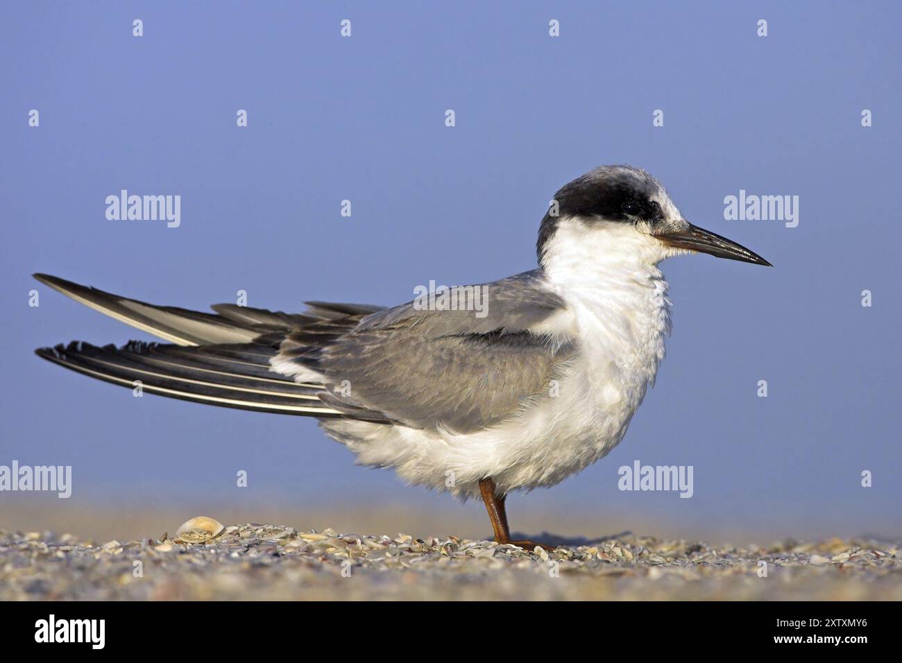Forster's Seeschwalbe (Sterna forsteri), Bowman's Beach, Sanibel, Florida, USA, Nordamerika Stockfoto
