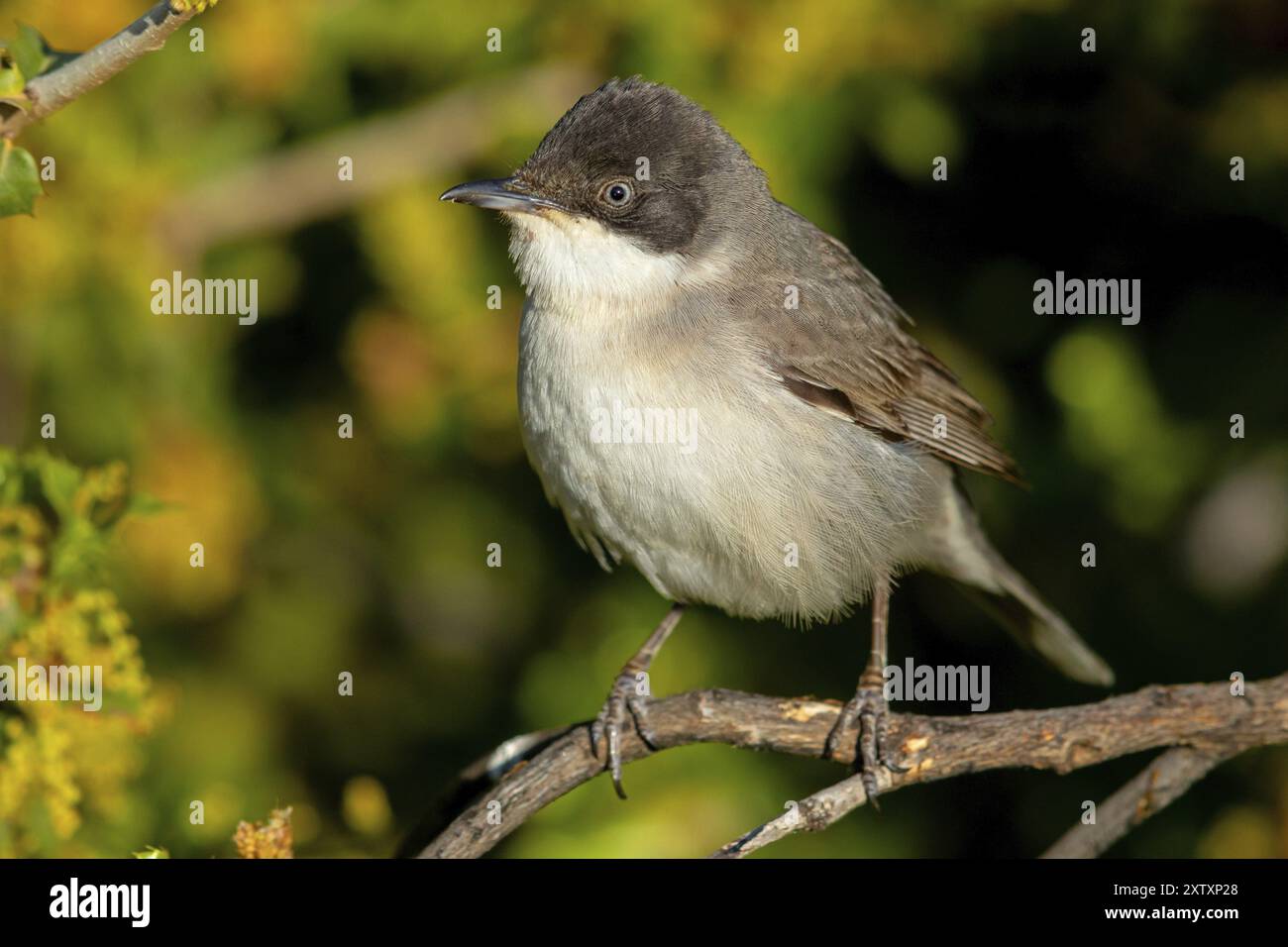 Nachtigall Warbler, östlicher Orphean Warbler (Sylvia crassirostris), Orphean Warbler, östlicher Orphean Warbler, Lesbos, Griechenland, Europa Stockfoto