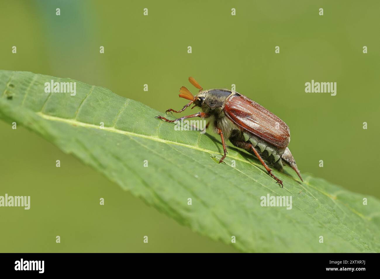 Nördlicher Hakenchafer (Melolontha hippocastani), männlich, auf einem Blatt einer Rosskastanie (Aesculus hippocastanum), Wilnsdorf, Nordrhein-Westfalen, Deutsch Stockfoto