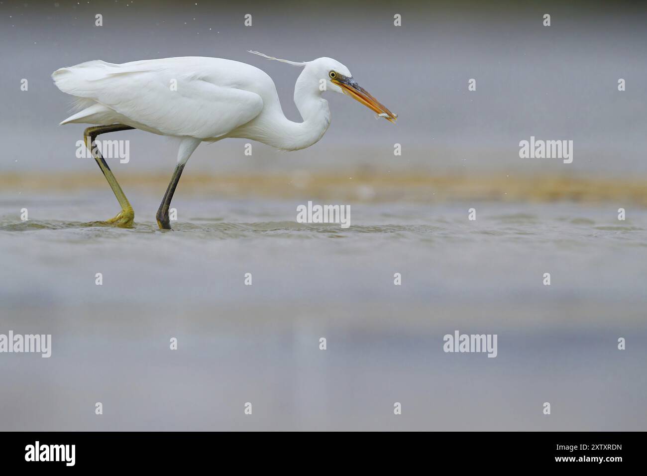 Westlicher Riffreiher, westlicher Riffreiher, westlicher Riffreier, (Egretta gularis), Garceta Dimorfa, Raysut, Salalah, Dhofar, Oman, Asien Stockfoto