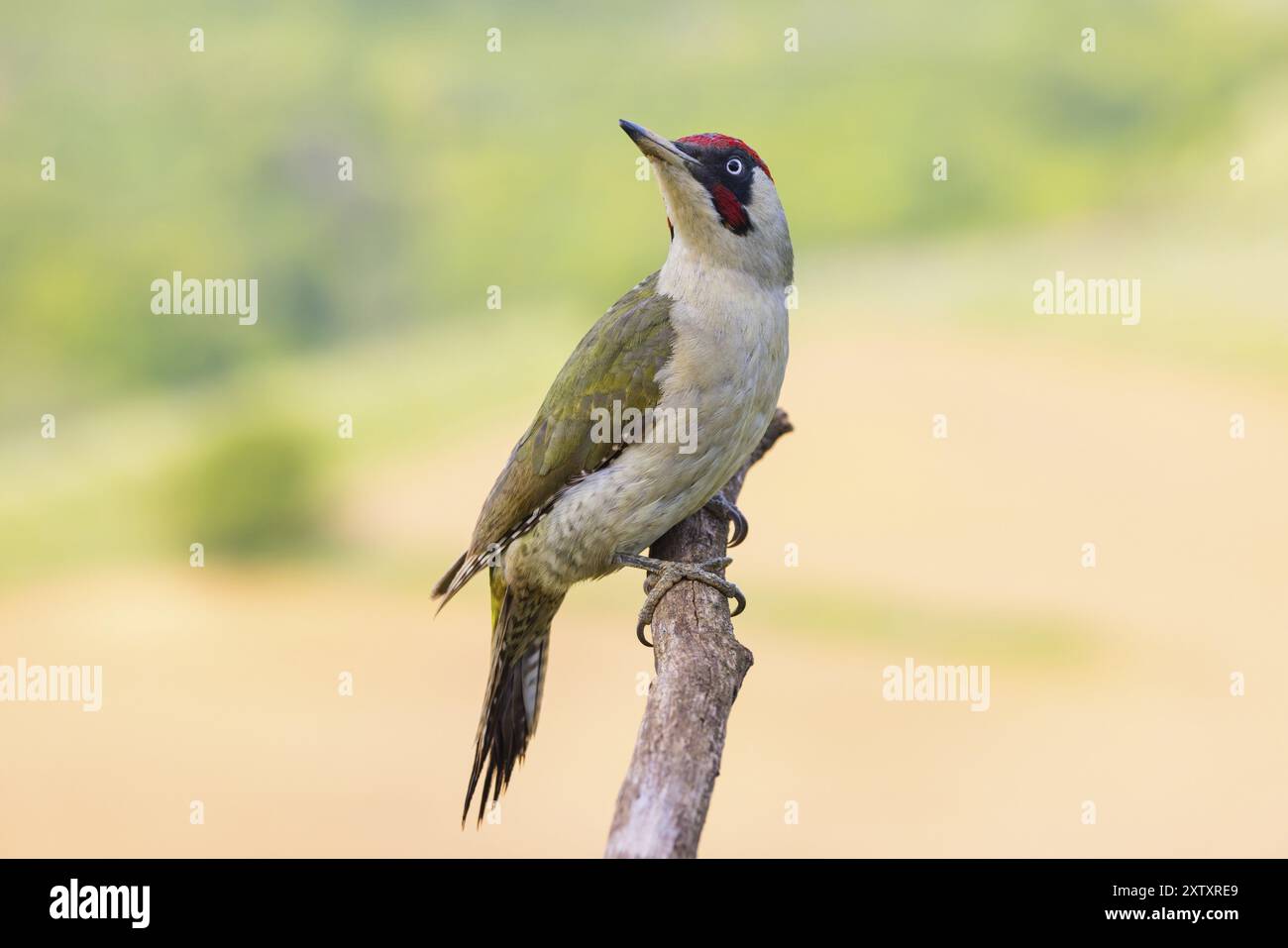 Europäischer Grünspecht (Picus viridis), PIC vert, Pito Real, Battenberg, Ormoz, Rheinland-Pfalz, Deutschland, Europa Stockfoto