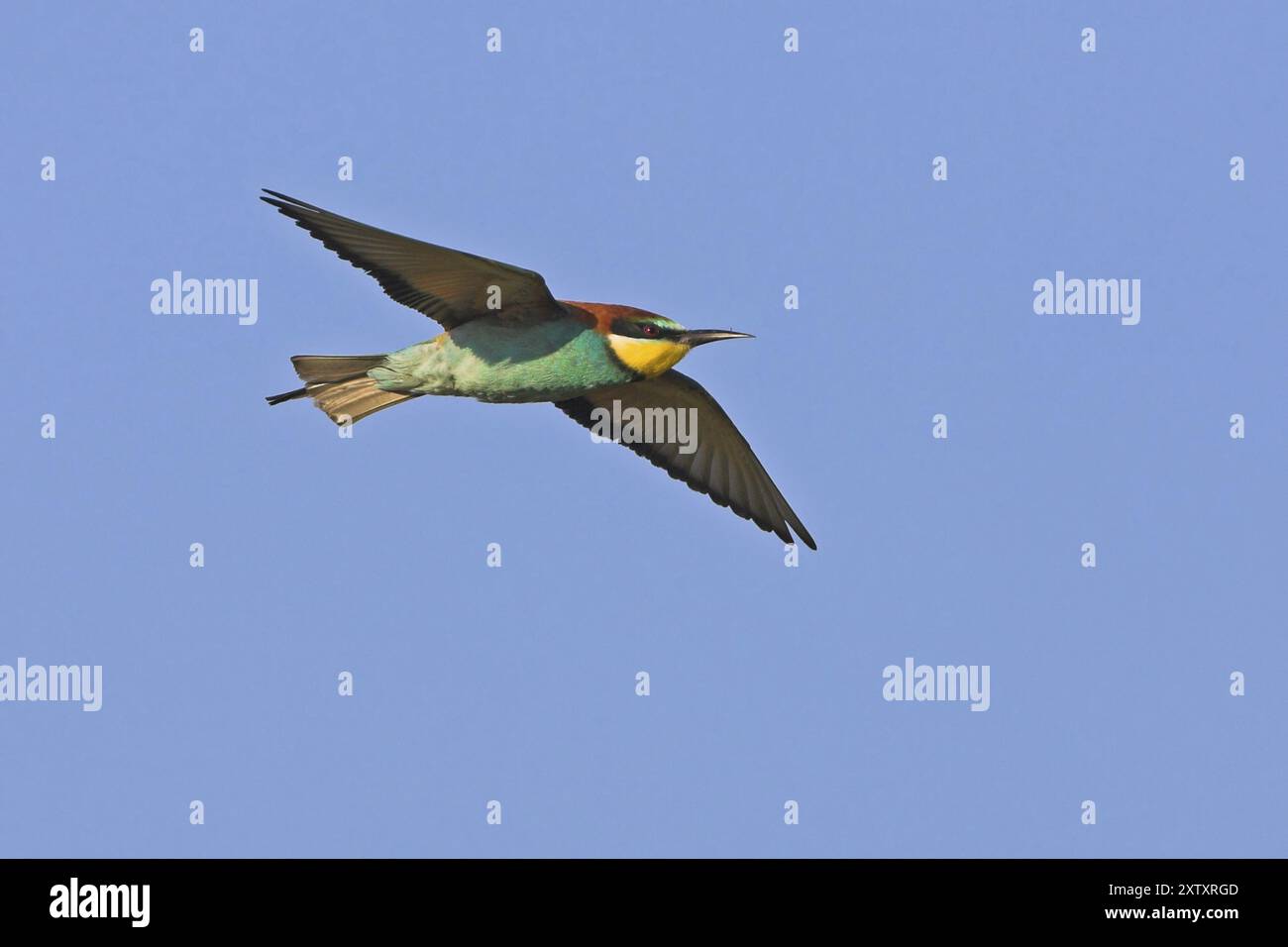 Bienenfresser (Merops Apiaster), aus der Luft, blauer Himmel, East River, Lesbos, Griechenland, Europa Stockfoto