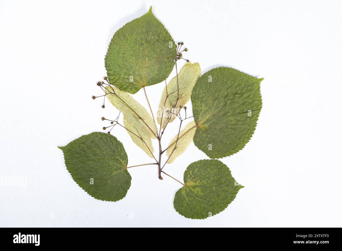 Getrocknete Lindenblätter und -Blumen, Herbarium auf weißem Hintergrund, Draufsicht Stockfoto