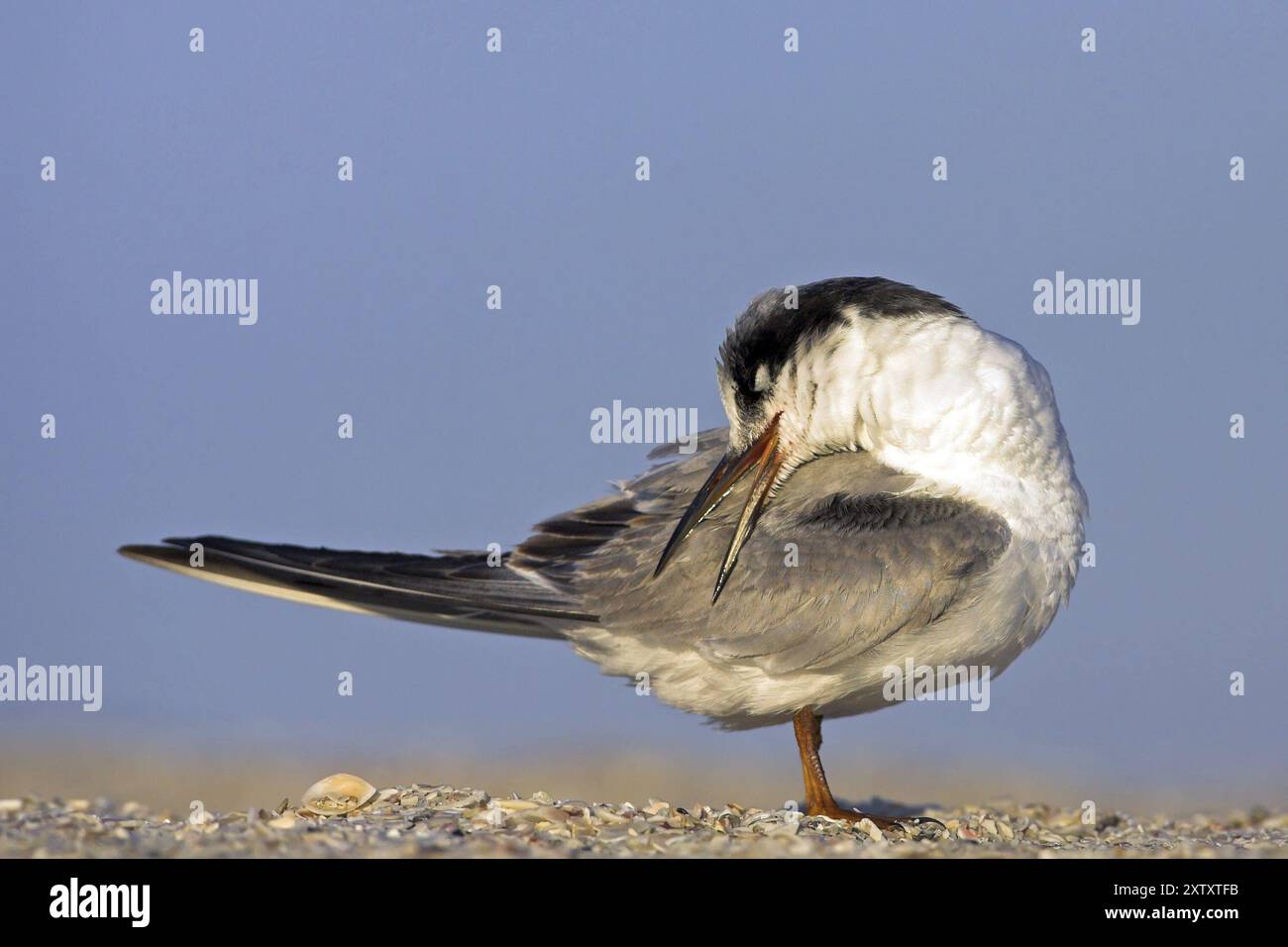 Forster's Seeschwalbe (Sterna forsteri), Bowman's Beach, Sanibel, Florida, USA, Nordamerika Stockfoto