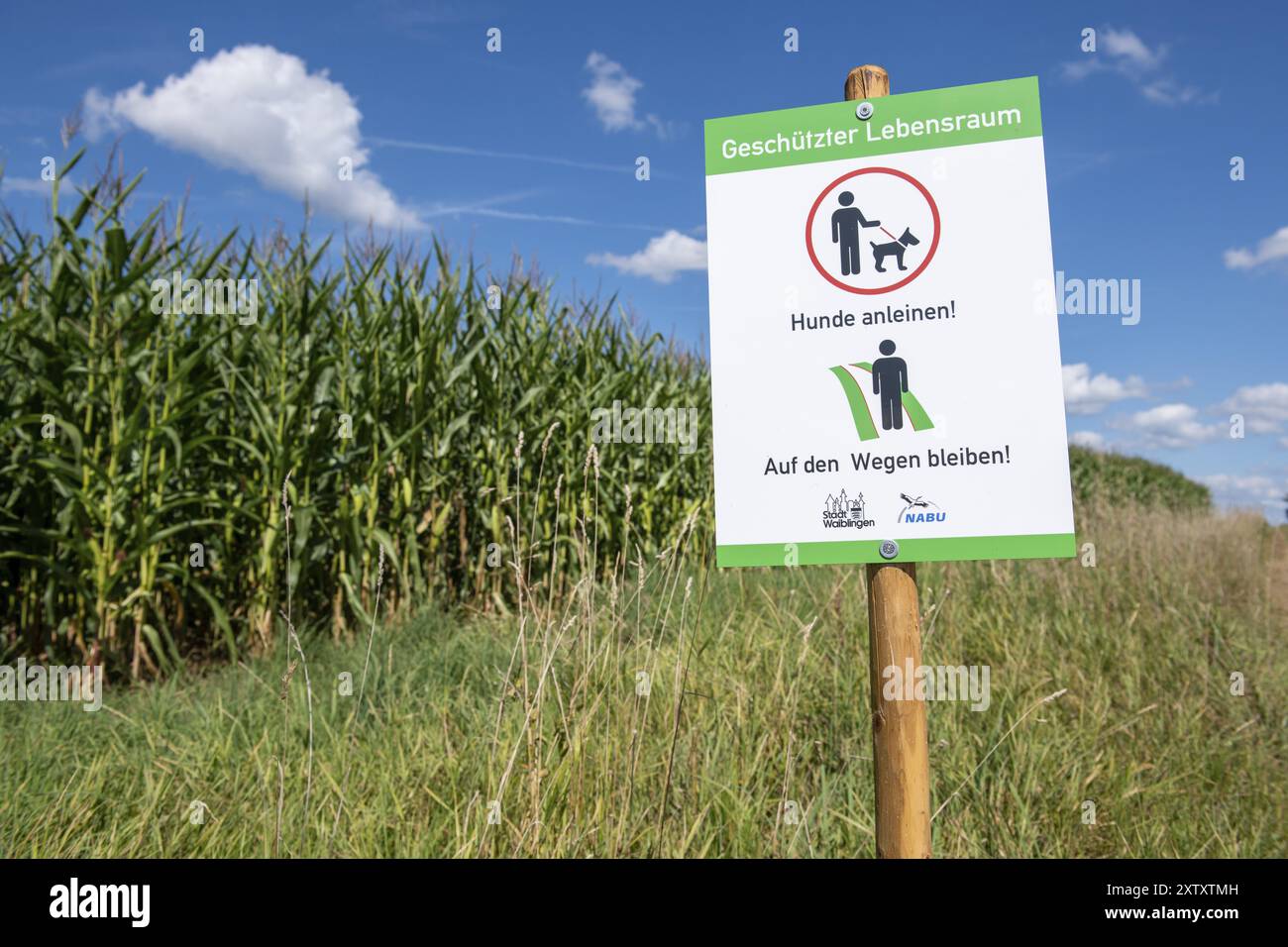 Unterschreiben Sie Hundebesitzern, dass sie auf den Wegen bleiben und Hunde an der Leine gehalten werden müssen. NABU, Tierschutz, Felder, Maisfeld, geschützte Gewohnheit Stockfoto