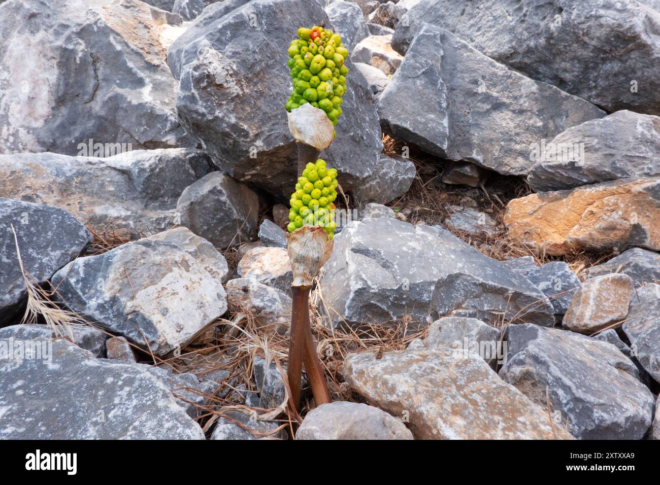 Unreife grüne Samen von Drachenlilie, Dracunculus vulgaris, wachsen zwischen Felsen Stockfoto