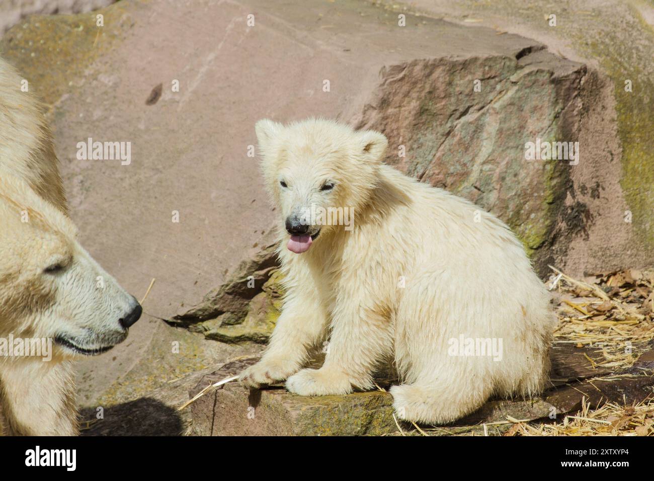 Junger Eisbär (Ursus maritimus) beim Spielen, Eisbär im Zoo Stockfoto