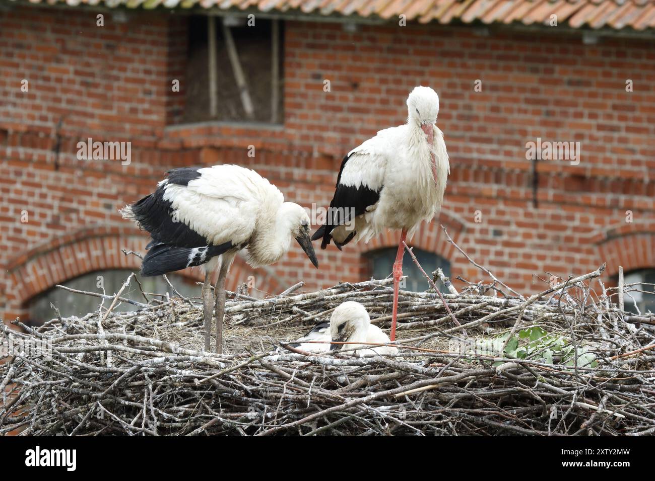 Weißstorch mit Jungvögeln im Nest Stockfoto