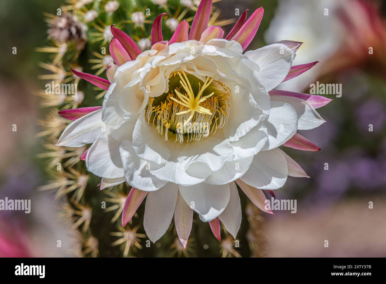 „Big Bertha“ Tricocereus, Kakteen in Blüte Stockfoto