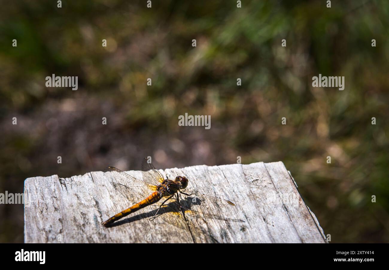 Ein HDR-Bild eines Common Darter, Sympetrum striolatum, auf einem Holzstiel in Langass-Holz, North Uist, Äußere Hebriden, Schottland. August 2024 Stockfoto
