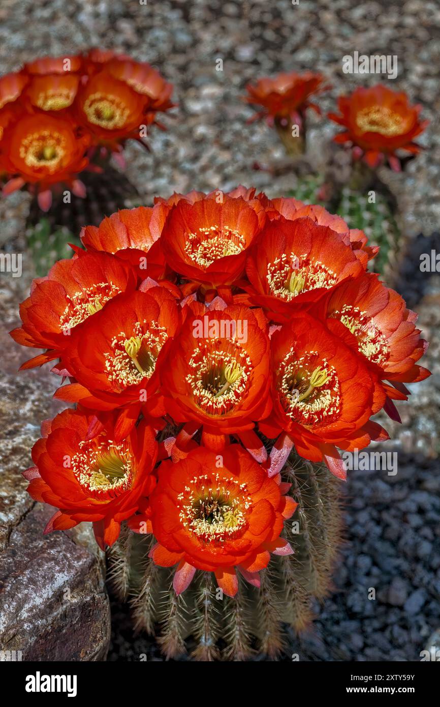 Prächtiger Scharlach Cereus Kakteen in der Blüte - Tricocereus sp. Stockfoto