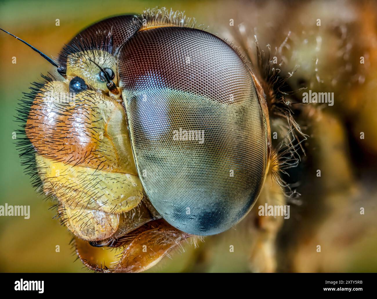 Zusammengesetzte Augen einer Libelle Stockfoto