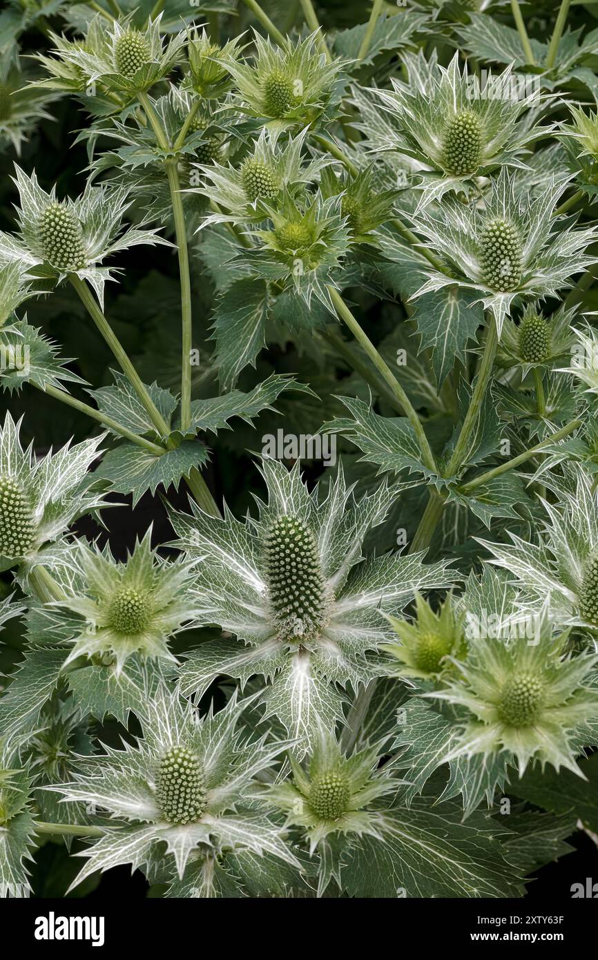 Staudendistel - Eryngium giganteum, mit dem gebräuchlichen Namen Miss Willmotts Geist, Familie der Apiaceae, Stockfoto