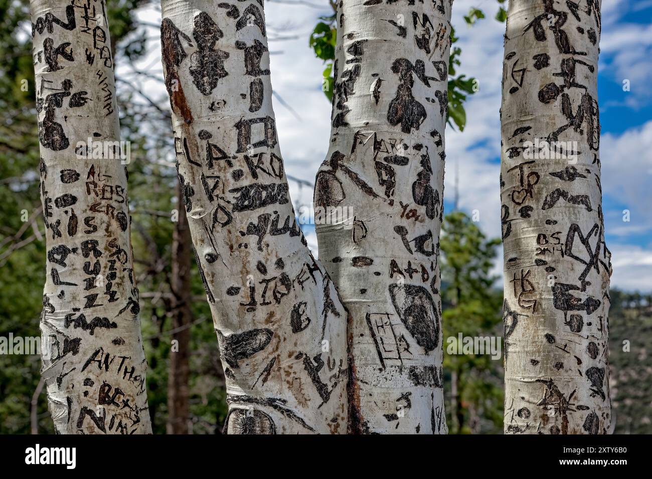 Graffiti Verunstaltung Aspen Bäume Stockfoto