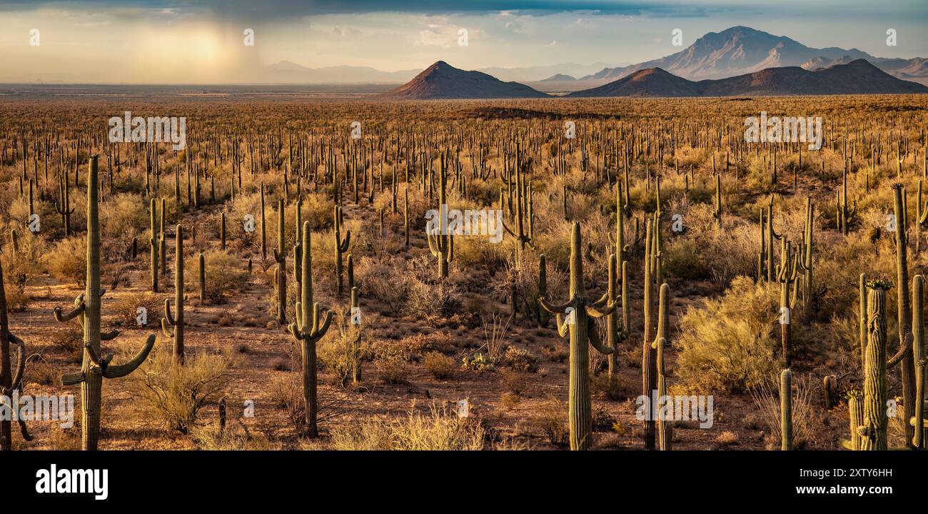 Saguaro Cactus, Ironwood Forest National Monument, AZ Stockfoto