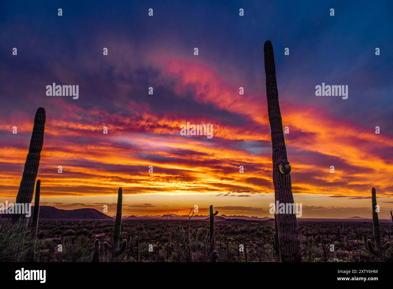 Farbenfroher Sonnenuntergang, Ironwood Forest National Monument, AZ Stockfoto