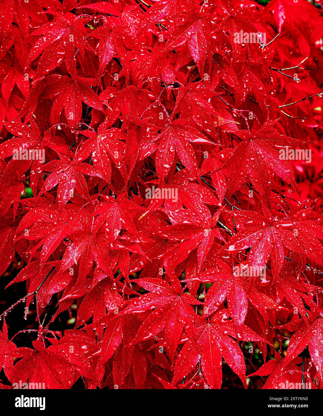 Japanischer Ahornbaum im Herbst Stockfoto