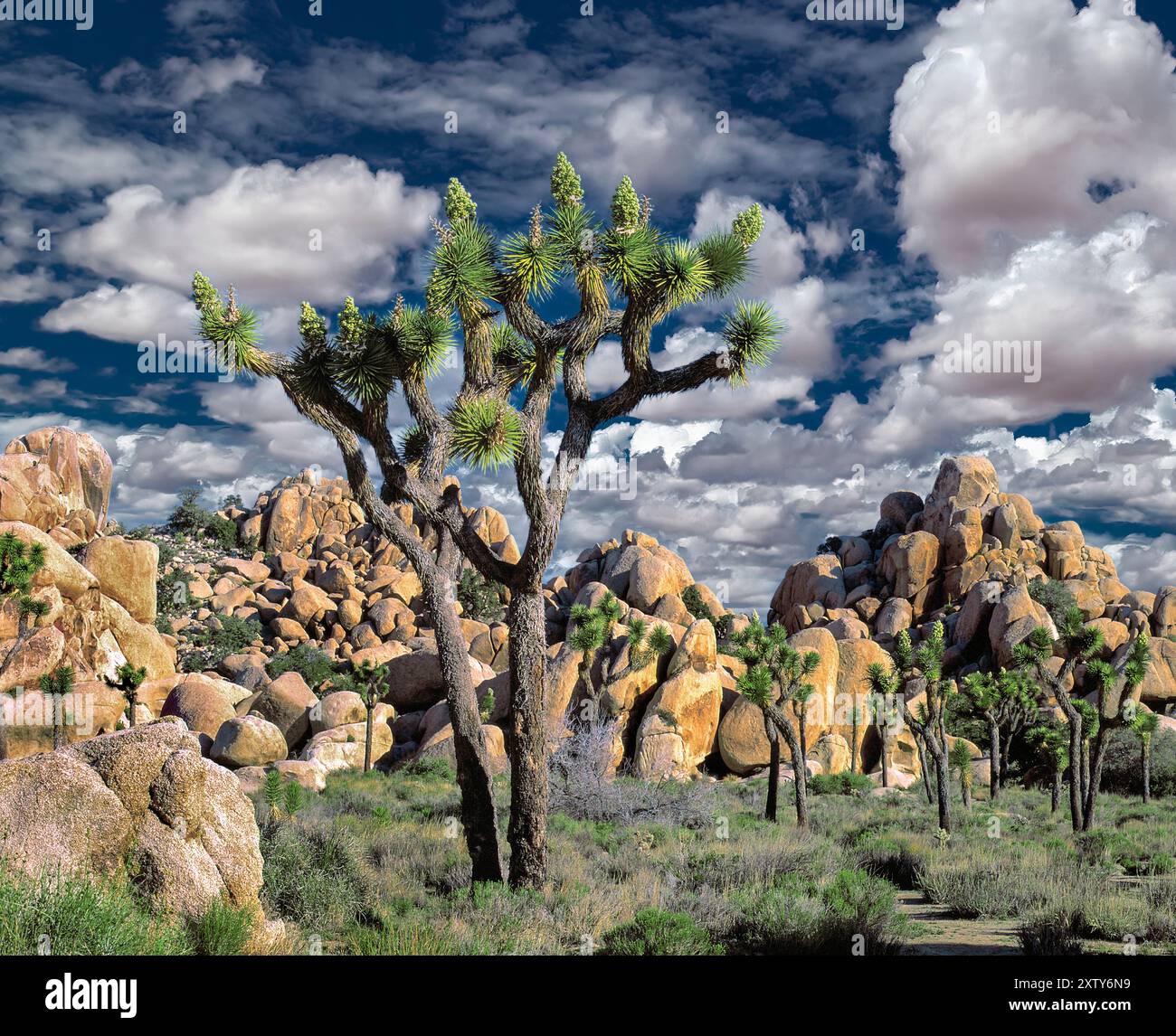 Joshua Tree National Monument, in Bloom, Kalifornien, CA Stockfoto