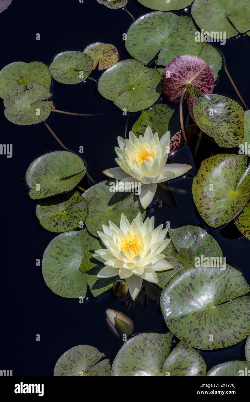 Weißwasserlilie, Nymphaea Stockfoto