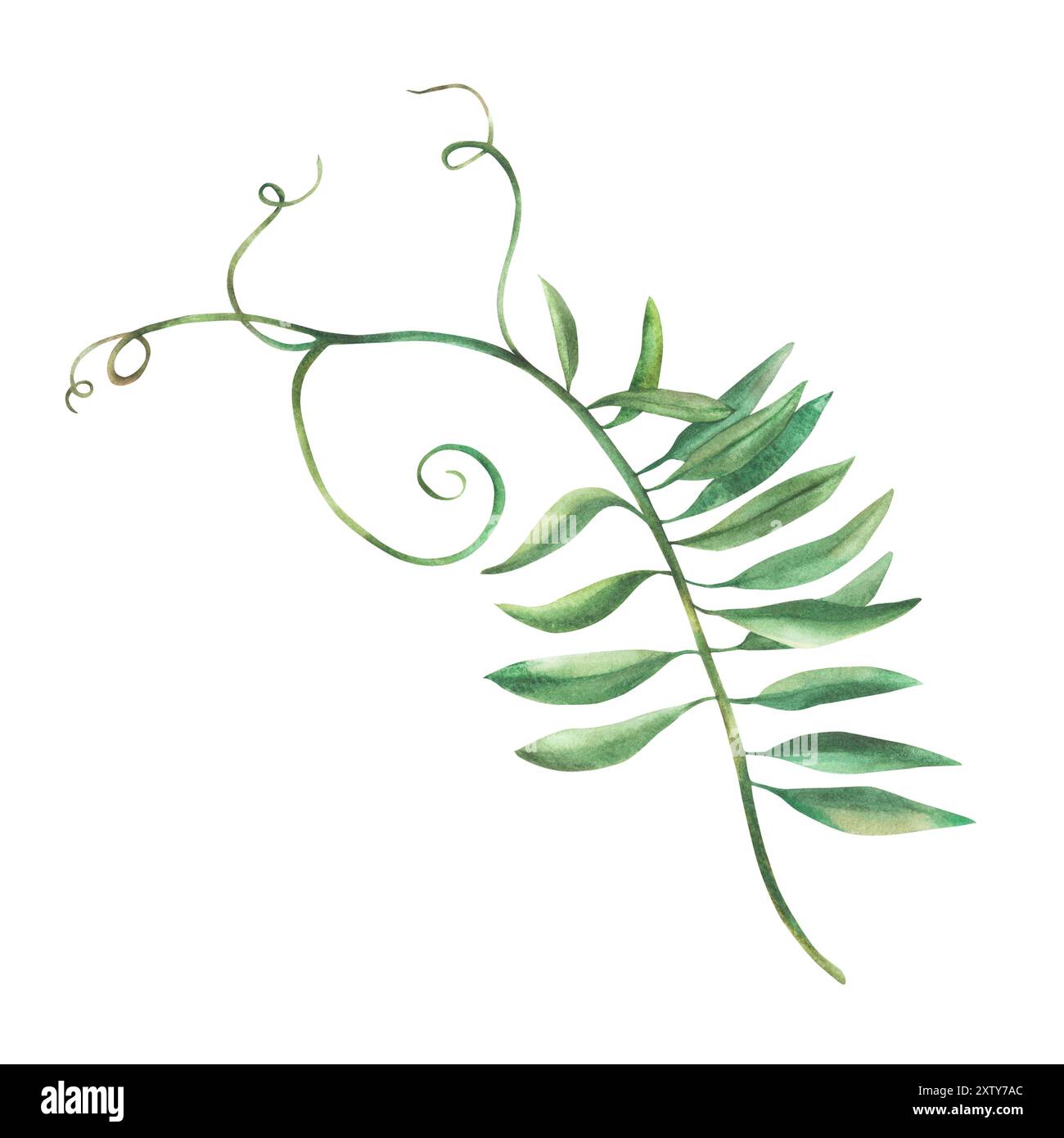 Maus Erbse Blume Zweig Aquarell Blume Illustration. Lockige grüne Blätter isoliert vom Hintergrund. Wiese Wildblume botanisch realistisch handbemalt Stockfoto