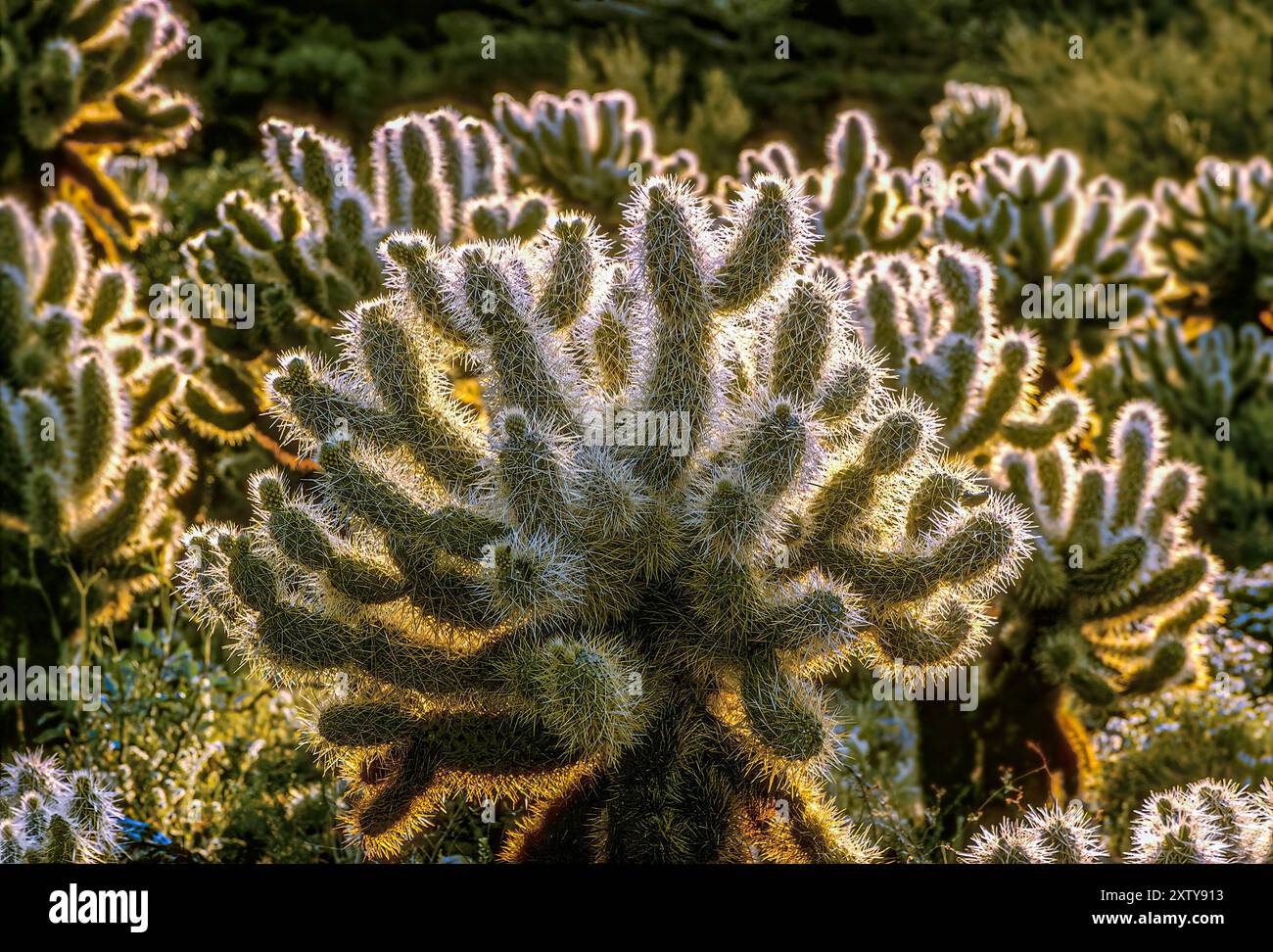 Teddybr cholla kaktus -Fotos und -Bildmaterial in hoher Auflsung  Alamy
