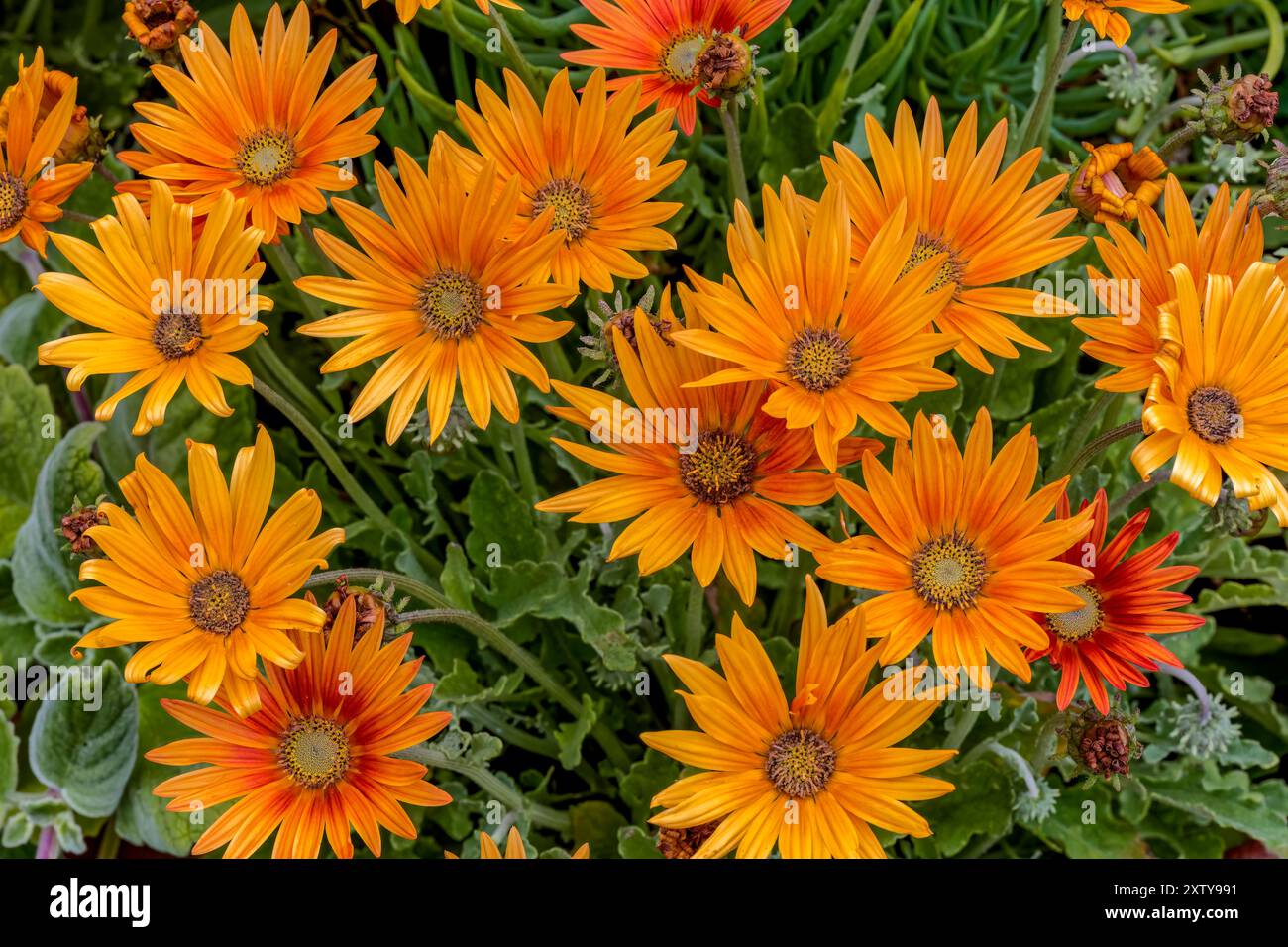 Nachfolgende Arctotis-Blüten, Arctotis acaulis, Familie Asteraceae Stockfoto