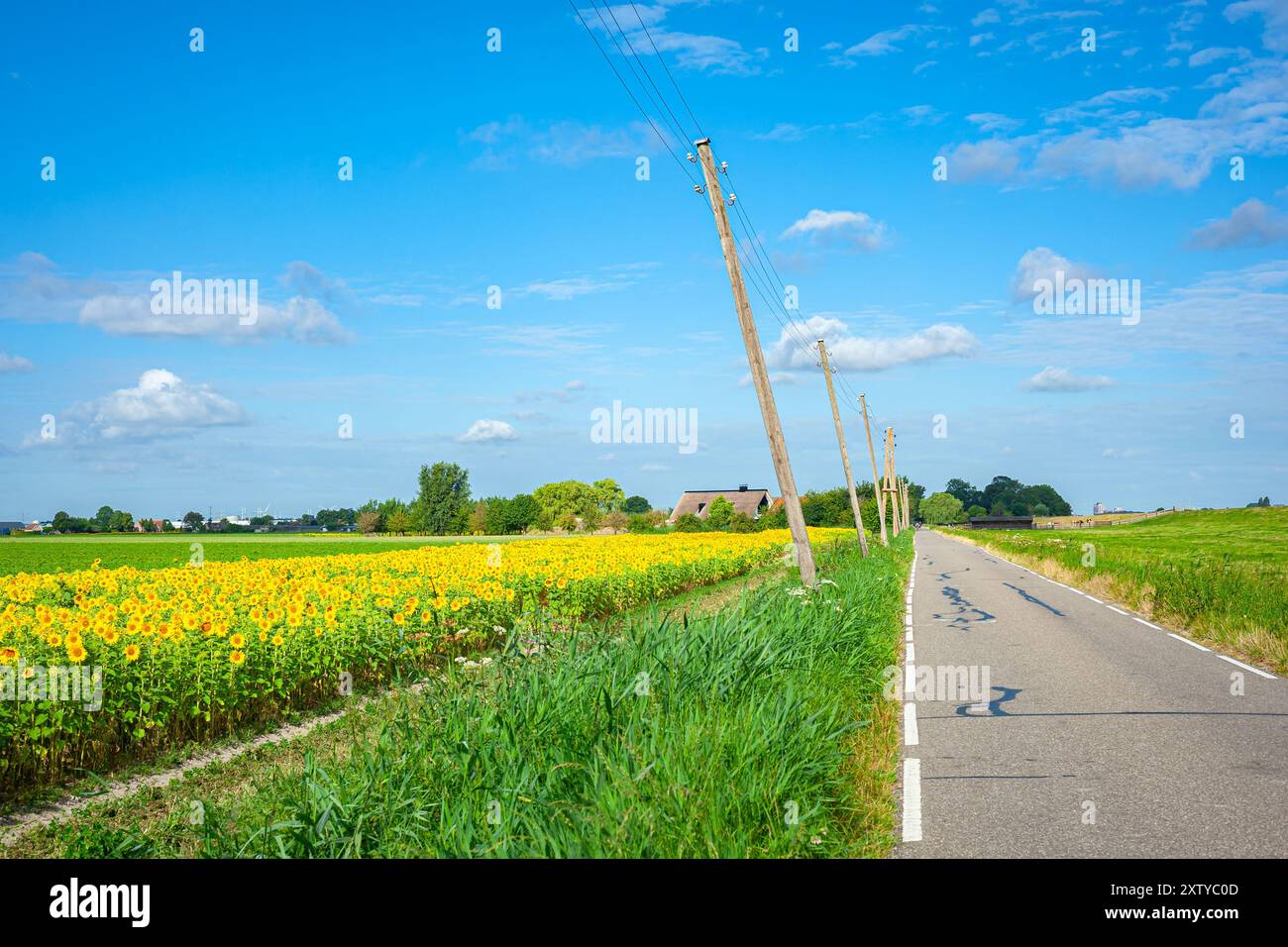 Landstraße mit Strommasten durch eine Landschaft mit Sonnenblumen zwischen Waddinxveen und Moerkapelle im Westen der Niederlande. Stockfoto
