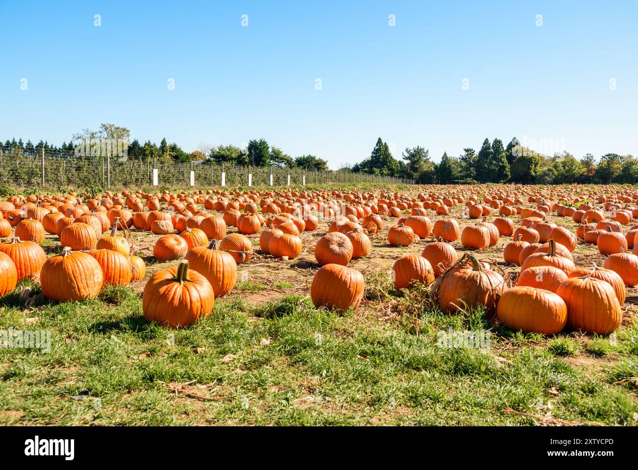 Große, reife Kürbisse für die Ernte auf einem Gras an einem klaren Herbstmorgen Stockfoto