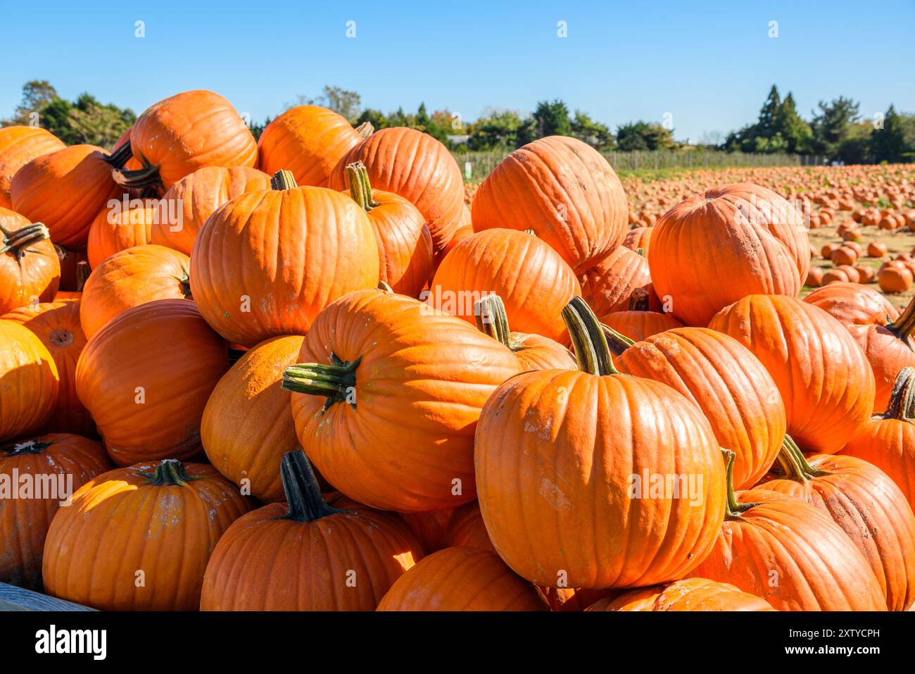 Haufen Orangenkürbisse in einer Farm an einem klaren Herbsttag Stockfoto