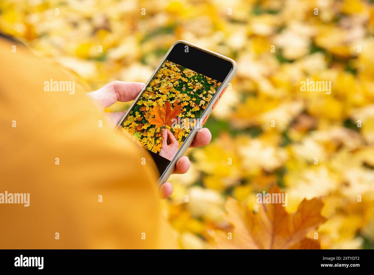 Nahaufnahme einer Person, die ein Smartphone hält und ein Foto von einem lebhaften Herbstlaub im Park aufnimmt Stockfoto