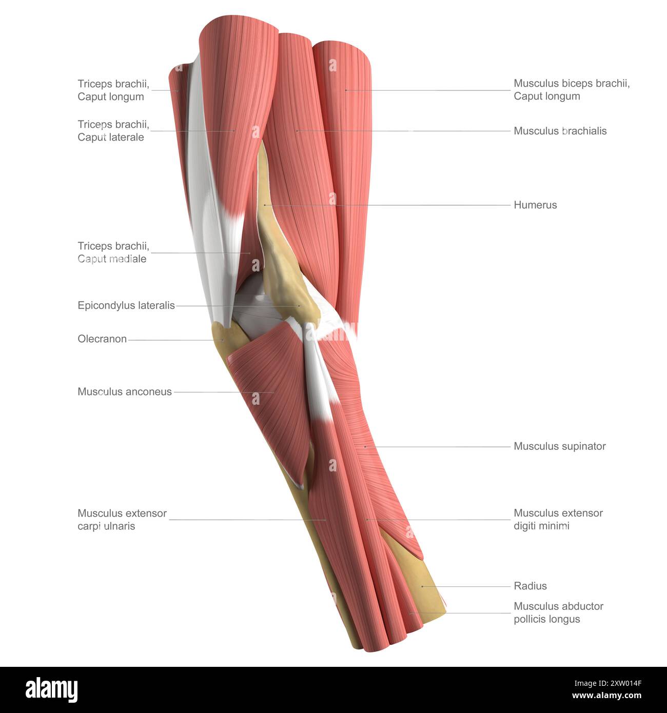 Beschriftete Abbildung der Anatomie des menschlichen Ellenbogens, zeigt die tiefen und mittleren Muskelstrukturen, laterale Ansicht (Seite, die am weitesten vom Körper entfernt ist). Stockfoto