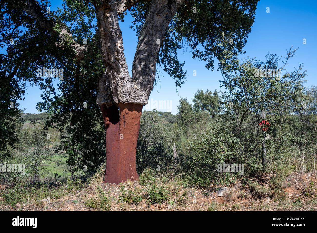 Korkeiche (Quercus suber), ein mittelgroßer, immergrüner Baum. Es ist die primäre Quelle von Kork für Weinflaschenstopfen und andere Anwendungen, wie Korkböden und als Kern von Cricketbällen. Sie ist in Südwesteuropa und Nordwestafrika beheimatet. Fotografiert in der Region Alentejo, Portugal. Stockfoto