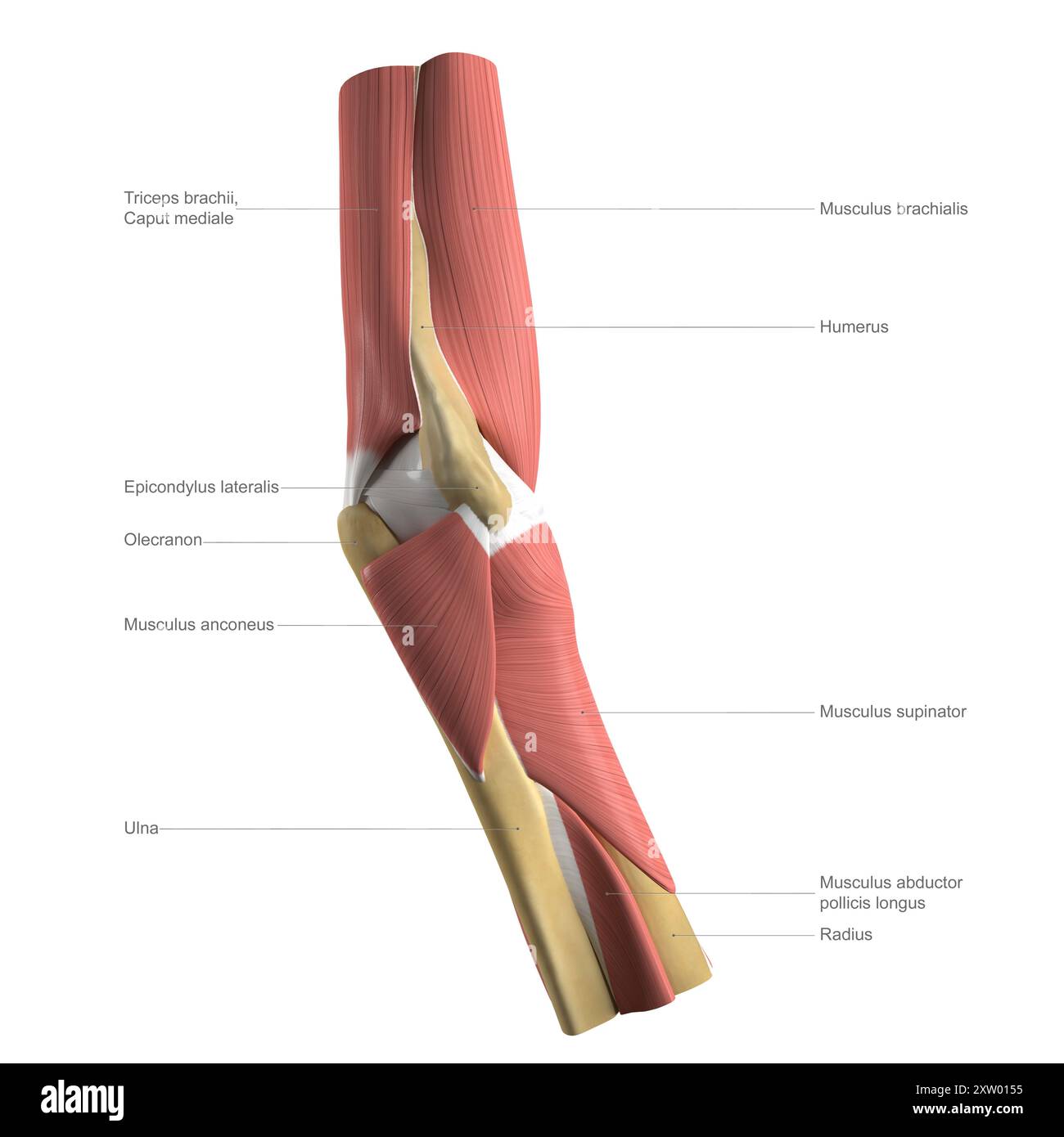 Beschriftete Abbildung des tiefen Muskels des menschlichen Ellenbogens, seitliche Ansicht (Seite, die am weitesten vom Körper entfernt ist). Stockfoto